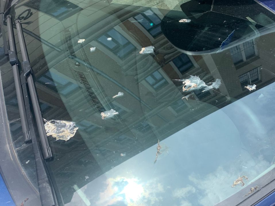 Vogelkot Auto Fensterscheibe entfernen